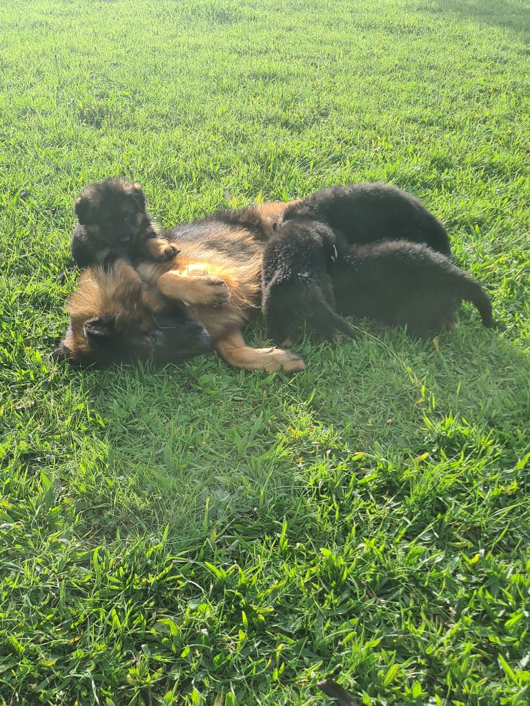 chiot Berger Allemand Poil Long du Petit Monde de Britten