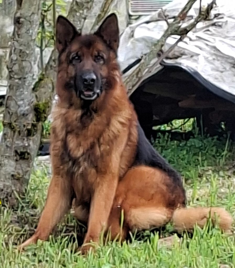 Olaf des Princes de Sarvar