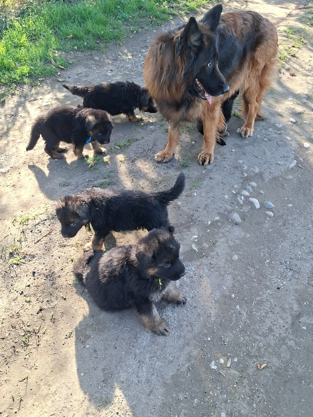NAISSANCE CHIOTS BERGER ALLEMAND POIL LONG