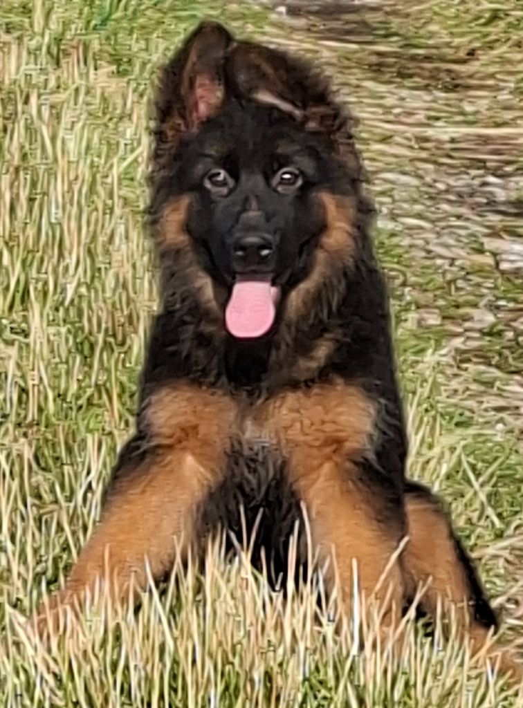 du Petit Monde de Britten - Chiots disponibles - Berger Allemand Poil Long