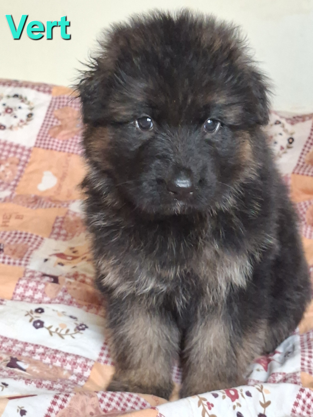 du Petit Monde de Britten - Chiots disponibles - Berger Allemand Poil Long