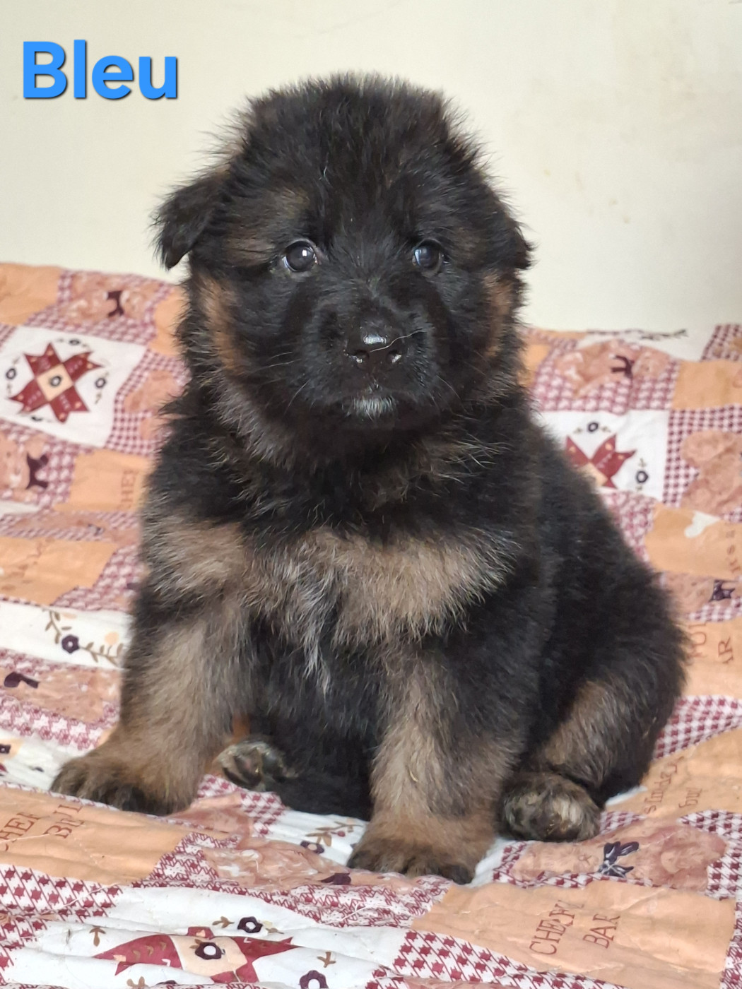 du Petit Monde de Britten - Chiots disponibles - Berger Allemand Poil Long