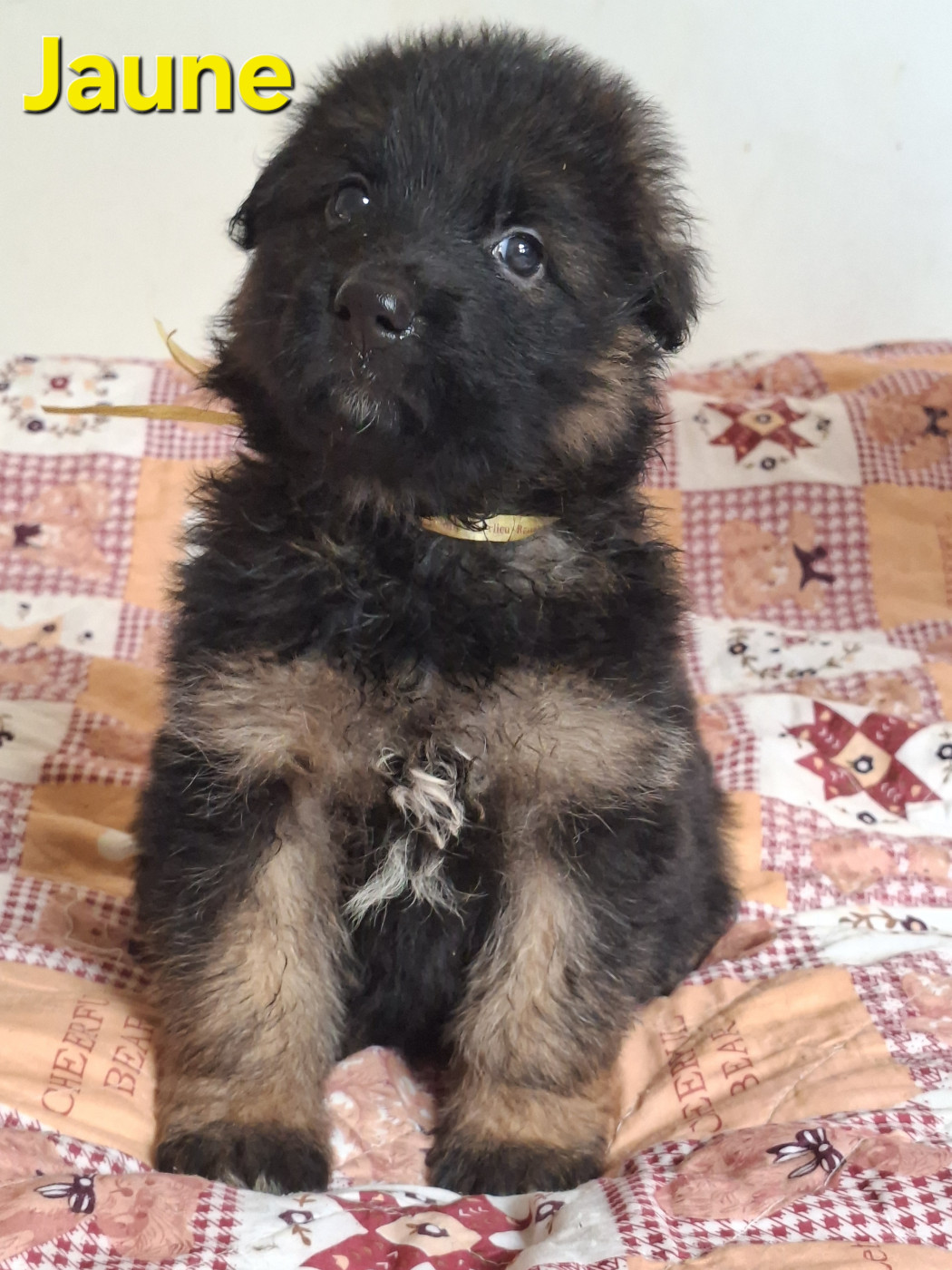 du Petit Monde de Britten - Chiots disponibles - Berger Allemand Poil Long