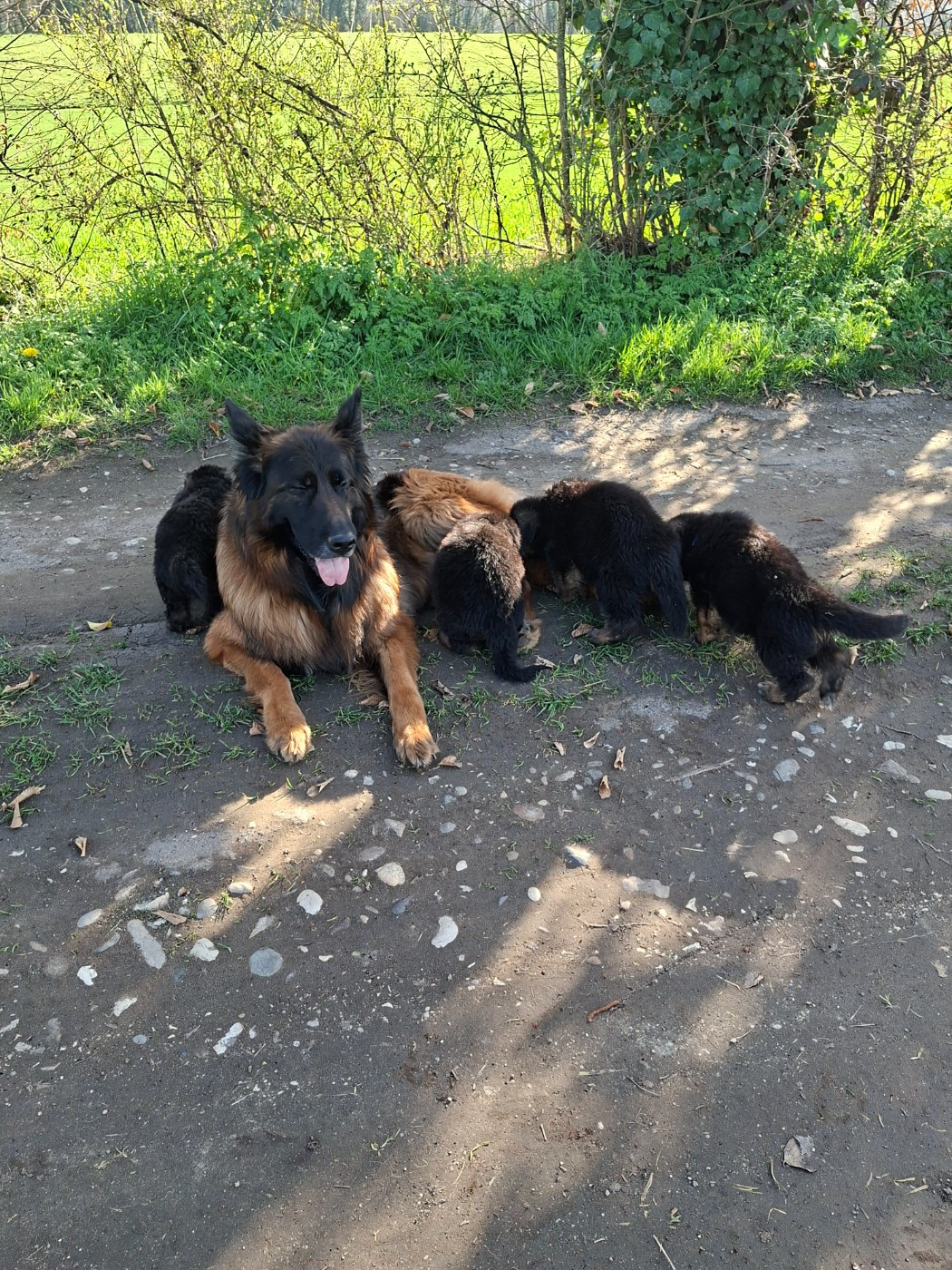 du Petit Monde de Britten - Berger Allemand Poil Long - Portée née le 31/01/2026