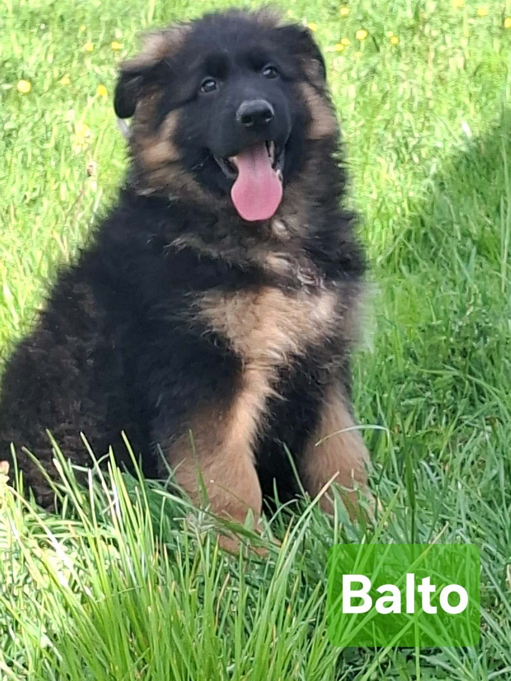 du Petit Monde de Britten - Chiots disponibles - Berger Allemand Poil Long