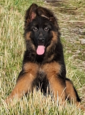 ATHENA