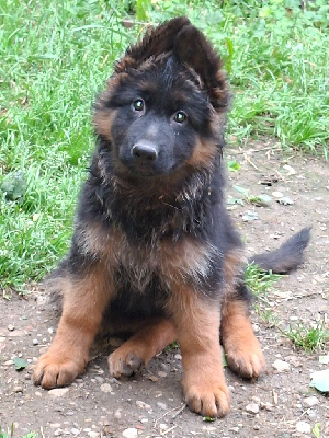 ATHENA