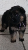 LORKA